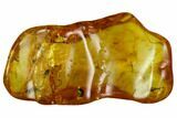 Detailed Fossil Beetle (Coleoptera) In Baltic Amber #105531-1